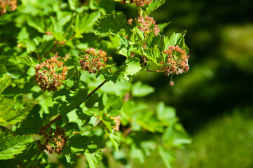 juicy greens with buds background