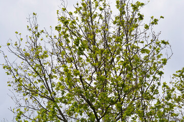 London plane