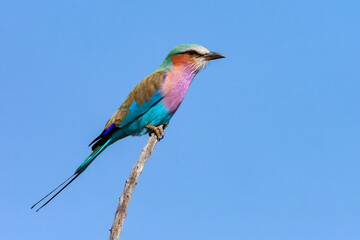 Lilac-brested Roller in the Okavango Delta in northern Botswana, Africa.