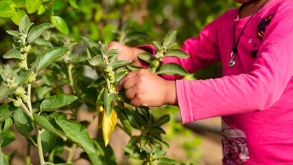 person holding a flower