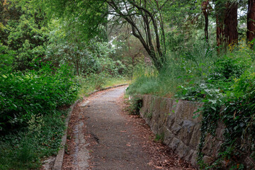 A path in the park. An abandoned road. The old path.