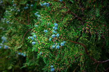 Juniper with berries. Traditional medicine. Healthy lifestyle.