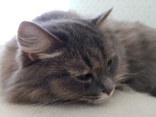 Gray hairy cat lies on the window