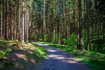 Road through the forest in the Czech Switzerland National Park.