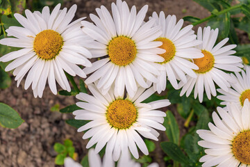 Obraz premium Flowering of large white daisies. Beautiful blooming daisies with a white yellow flower and green grass. Daisies in the garden on a sunny day. Close-up.