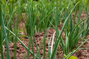 Green onions growing in the garden. Young onion greens.