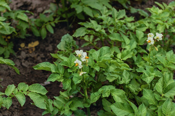 White flowers of blooming potatoes growing in the home garden. Blooming potatoes. White potato flowers on a background of green foliage on a sunny day.