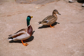 Alone duck with a duck on a sandstone path.