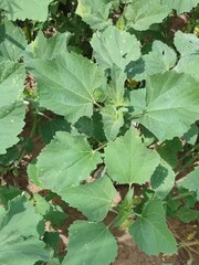 Green leaves of plants in the field.