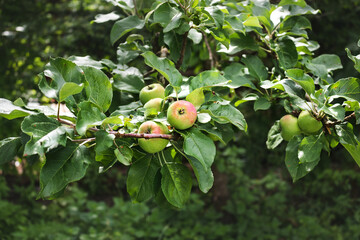Young fruits of a green apple with leaves on a branch. Young apples in the orchard. Young apple fruits hang on a tree in the garden. Young green apples on a sunny day.