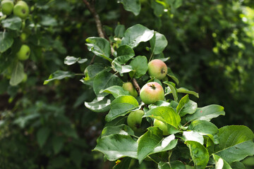 Young apples in the orchard. Young fruits of a green apple with leaves on a branch. Young apple fruits hang on a tree in the garden. Young green apples on a sunny day.