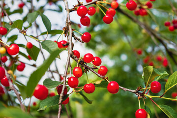 A cherry tree with a ripe sour red cherry on a blurry background. Juicy cherries on the branches of a tree in the garden. Delicious juicy cherries hanging on a tree on a sunny summer day.