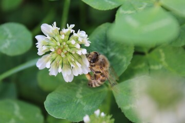 Biene auf Klee sammelt Blütenstaub