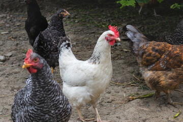 Close-up of a domestic chicken, in a rural yard on a sunny day. The concept of free-range poultry farming. Free-range village chickens.