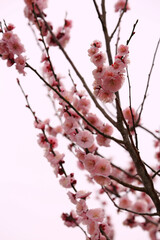Branch of Plum Blossom with Buds with Spring Season