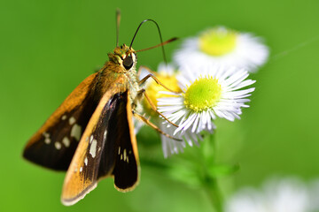 吸蜜中のオオチャバネセセリ（埼玉県/6月）