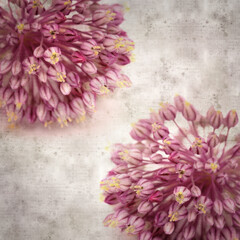  old paper background with wild leek flowers