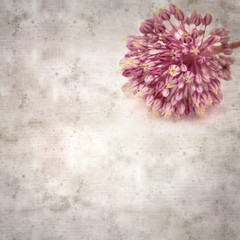 Textured stylish square old paper background with wild leek flowers