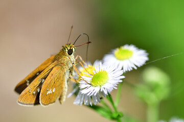 吸蜜中のオオチャバネセセリ（埼玉県/6月）