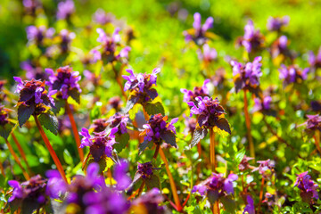 Wild flowers growing on the sunny meadow . Natural floral pattern . Pulmonaria Officinalis plants