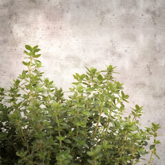 square stylish old textured paper background with lemon thyme
