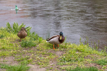 A duck with a duck by the water.