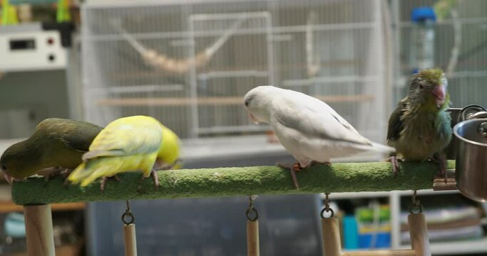 Selective focus of little tiny forpus parrotlet. Forpus is the smallest parrot bird of the world