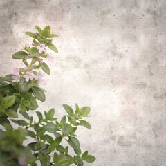 square stylish old textured paper background with lemon thyme
