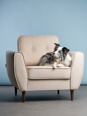 dog on a chair. Marble. Border Collie. pet indoor. against a blue wall