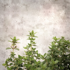 square stylish old textured paper background with lemon thyme
