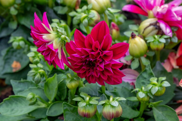 Beautiful red flower.