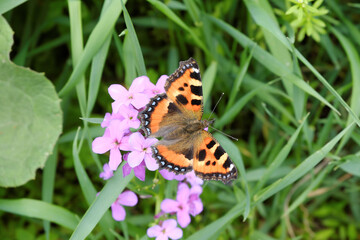 Beautiful multicolored butterfly close-up on purple wildflowers on a blurry background of green grass.