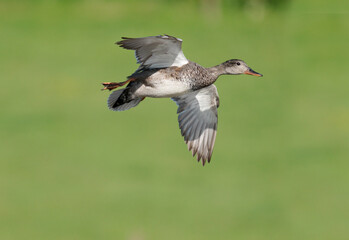 Gadwall, Mareca strepera