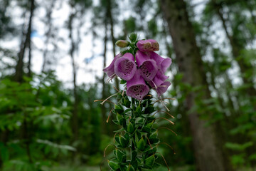 Purple flower, known as the Bell.