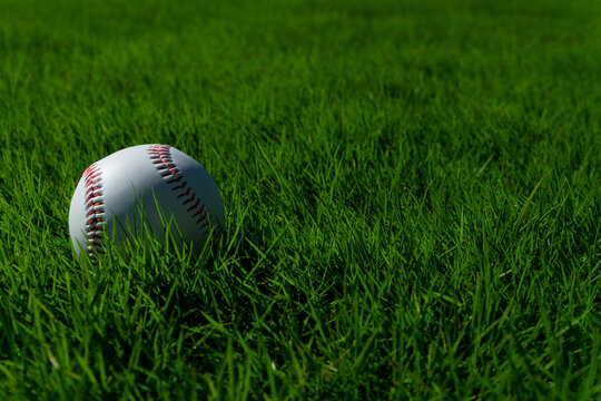 Baseball ball on the lawn. 芝生の上の野球ボール