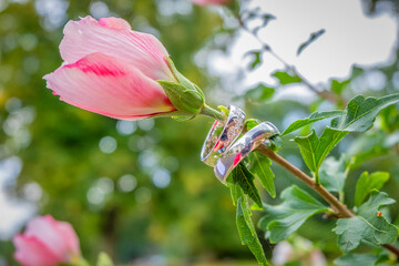 Wedding rings on a bush of pink roses.