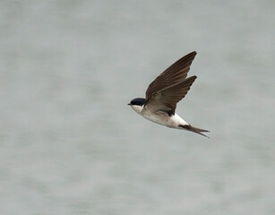 House martin, Delichon urbicum