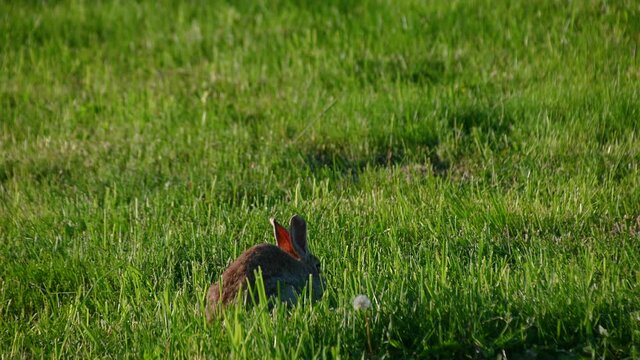 A small fluffy eared rabbit sits on a green meadow and eats grass. Wild bunny on grassland. Cute wild rabbit in natural environment, close up. Static shot, real time