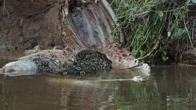 Varanus salvator or water monitor eating a deer carcass in the river at Khao yai national park , Thailand