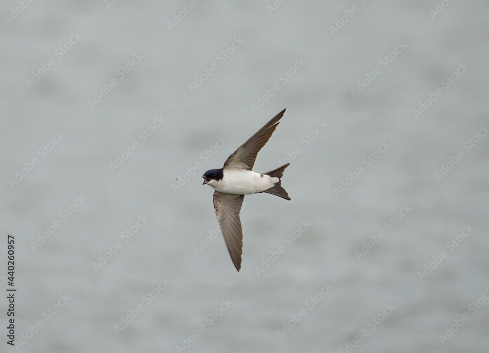 Wall mural House martin, Delichon urbicum