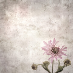 stylish textured old paper square background with Mountain scabious, Pterocephalus dumetorus
