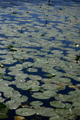 Water lily pads covering the water on the edge of a lake