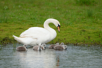 Mute swan, Cygnus olor
