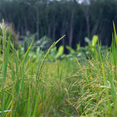 grass and water
