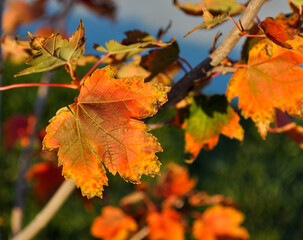 Fall orange, red, and yellow maple leaf shows the coming of winter.