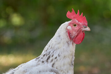 White Sussex chicken free range in garden