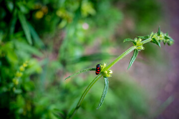 Little insect crawling on the grass.