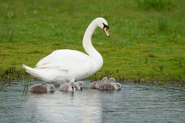 Mute swan, Cygnus olor