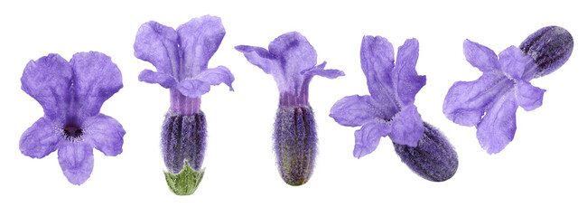 Lavender flowers isolated on white background. Collection