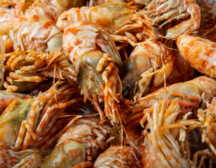 Close-up of Greenlad shrimps fill the frame.